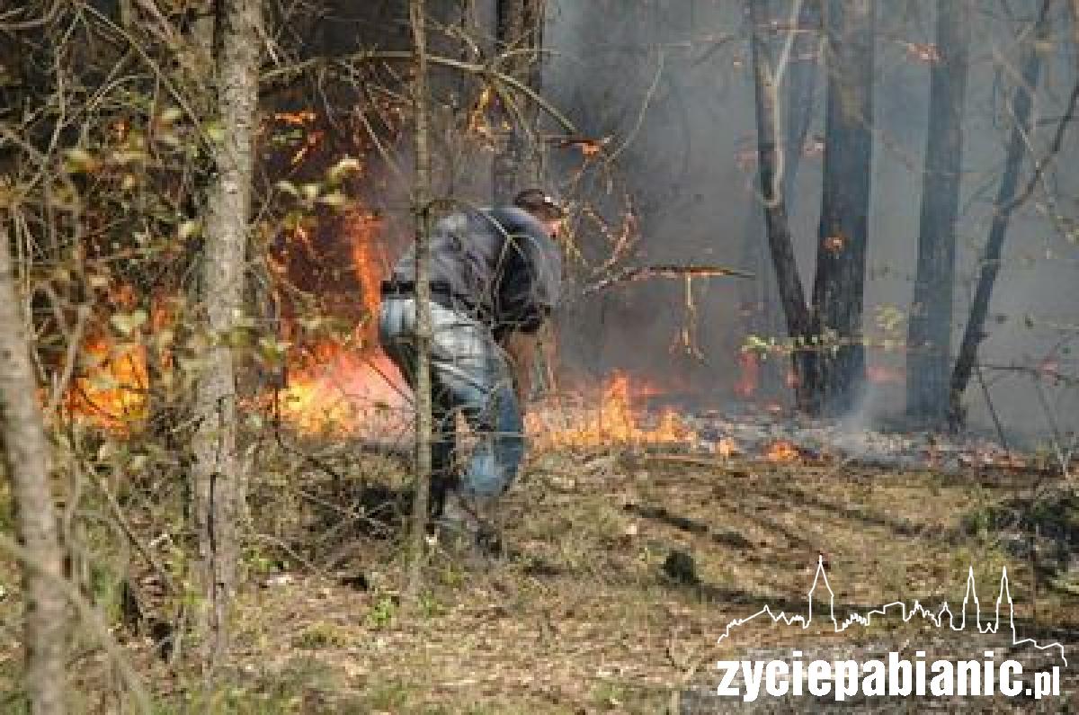 Płoną lasy wokół Pabianic