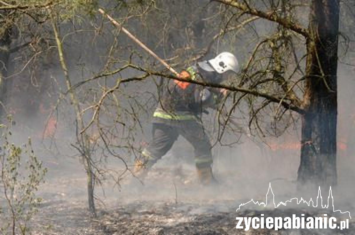 Płoną lasy wokół Pabianic