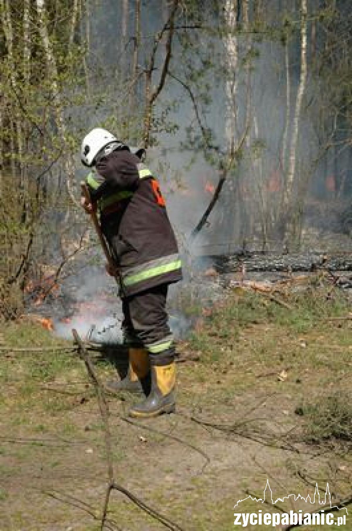 Płoną lasy wokół Pabianic