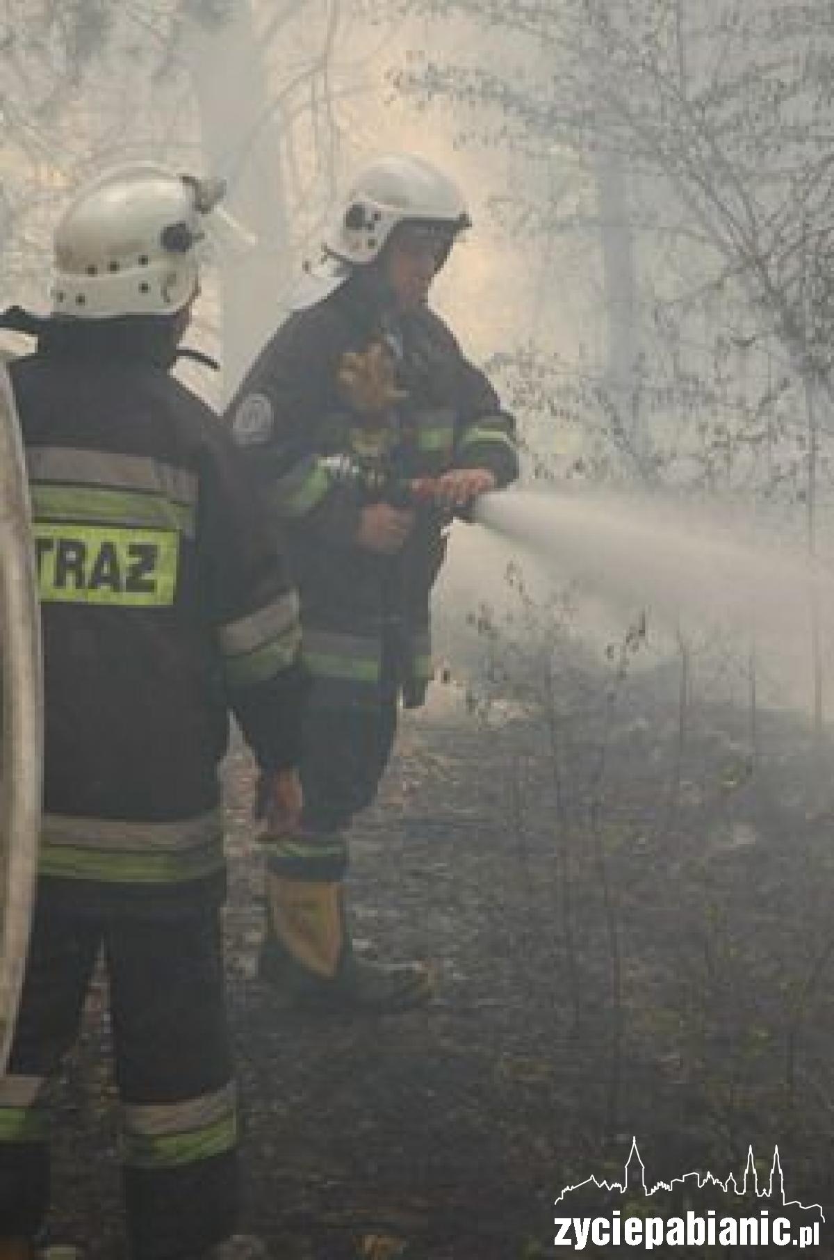 Płoną lasy wokół Pabianic