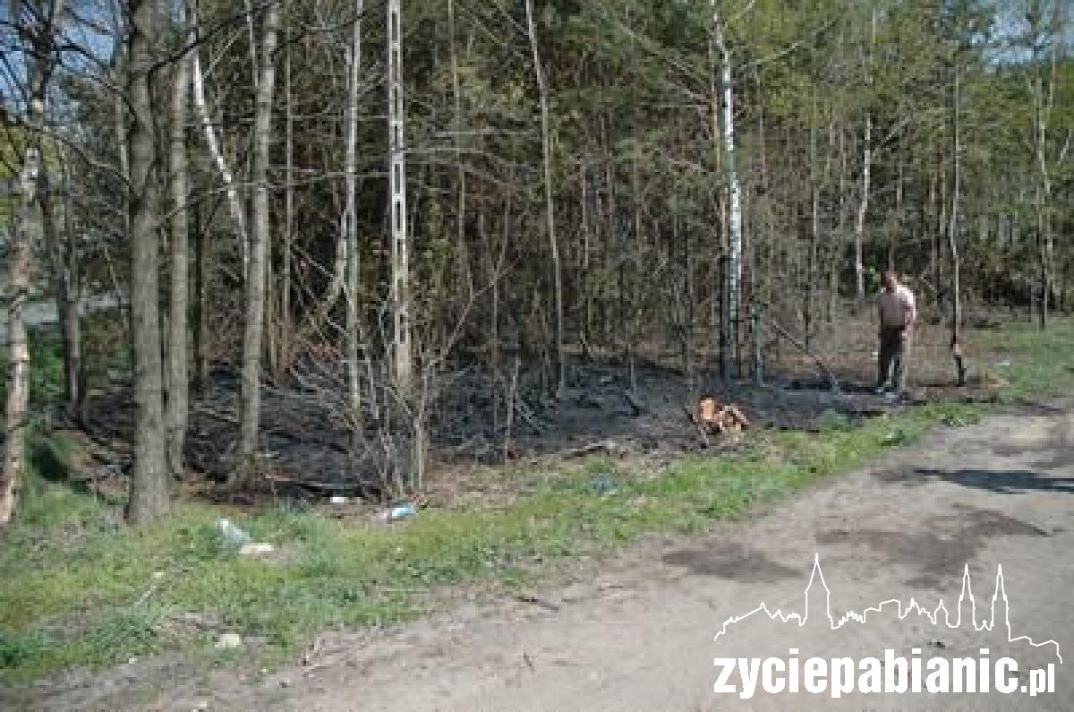 Płoną lasy wokół Pabianic