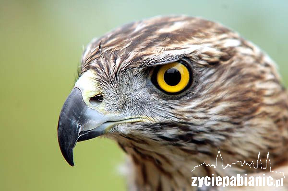 Skrzydlaci myśliwi