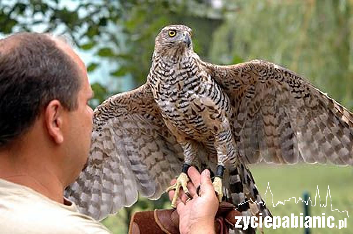 Skrzydlaci myśliwi