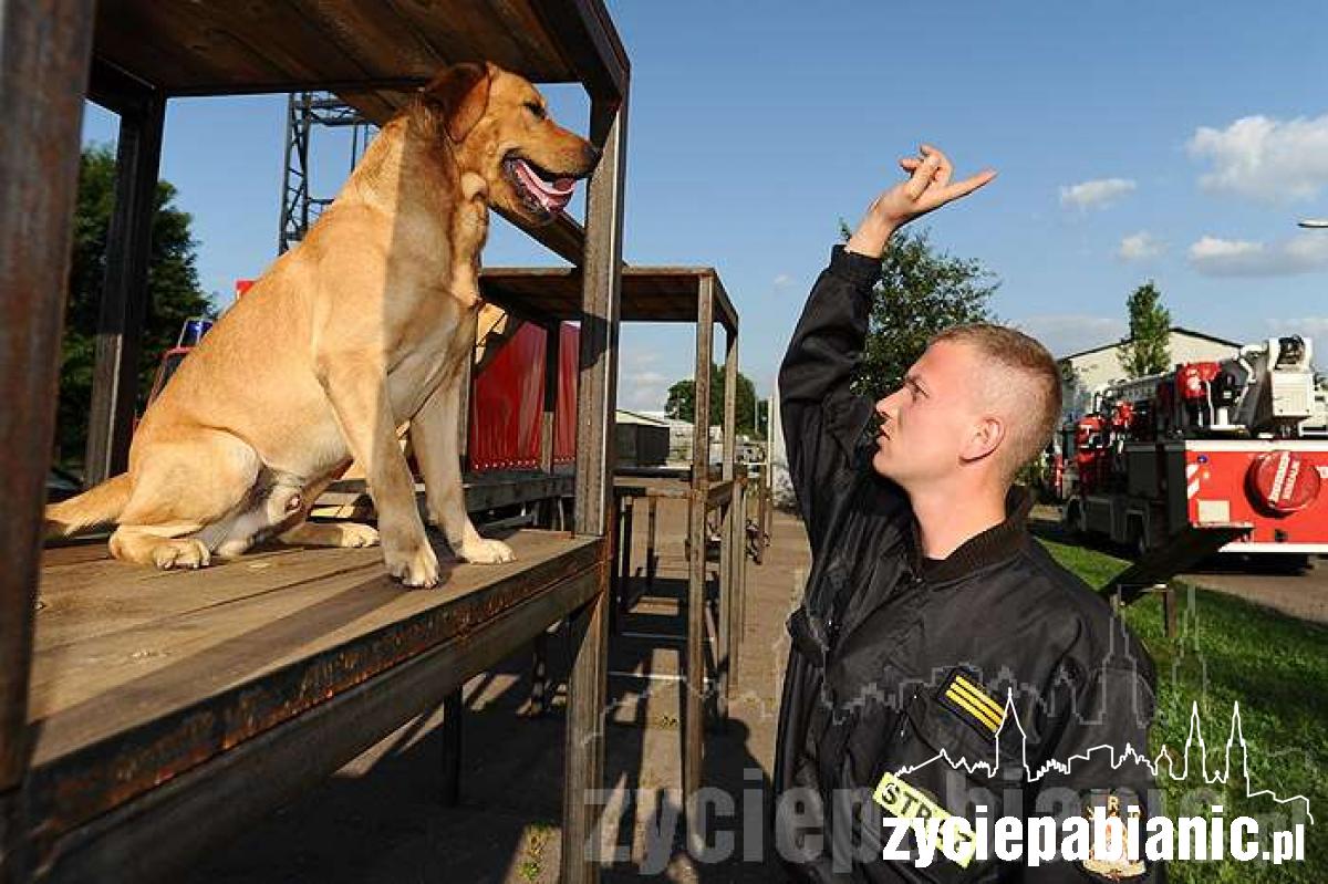 Psy ratownicze