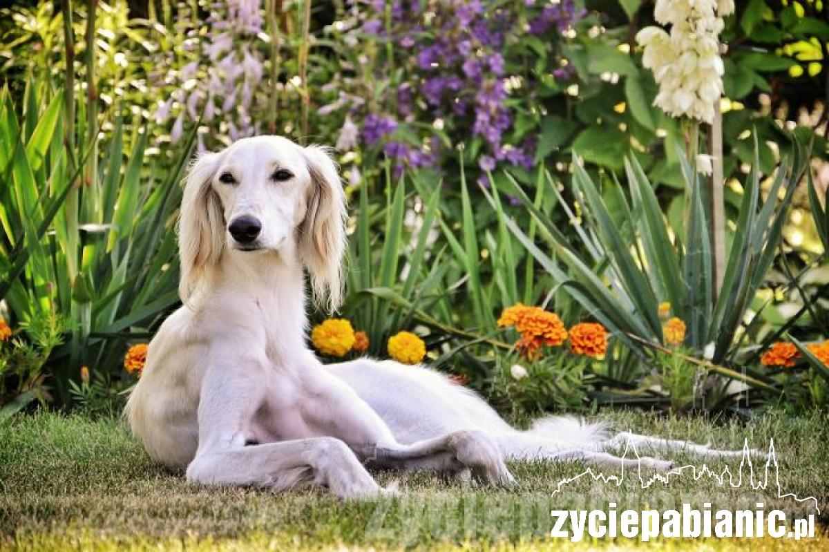 Pochwal się pupilem