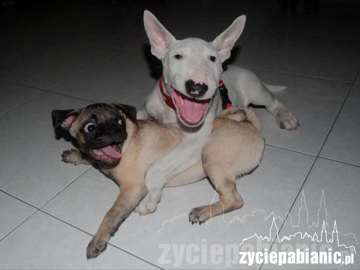 Pochwal się pupilem
