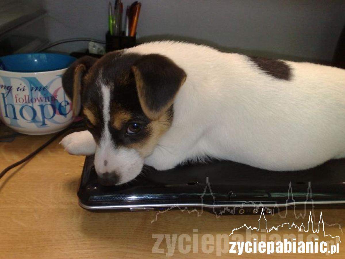Pochwal się pupilem