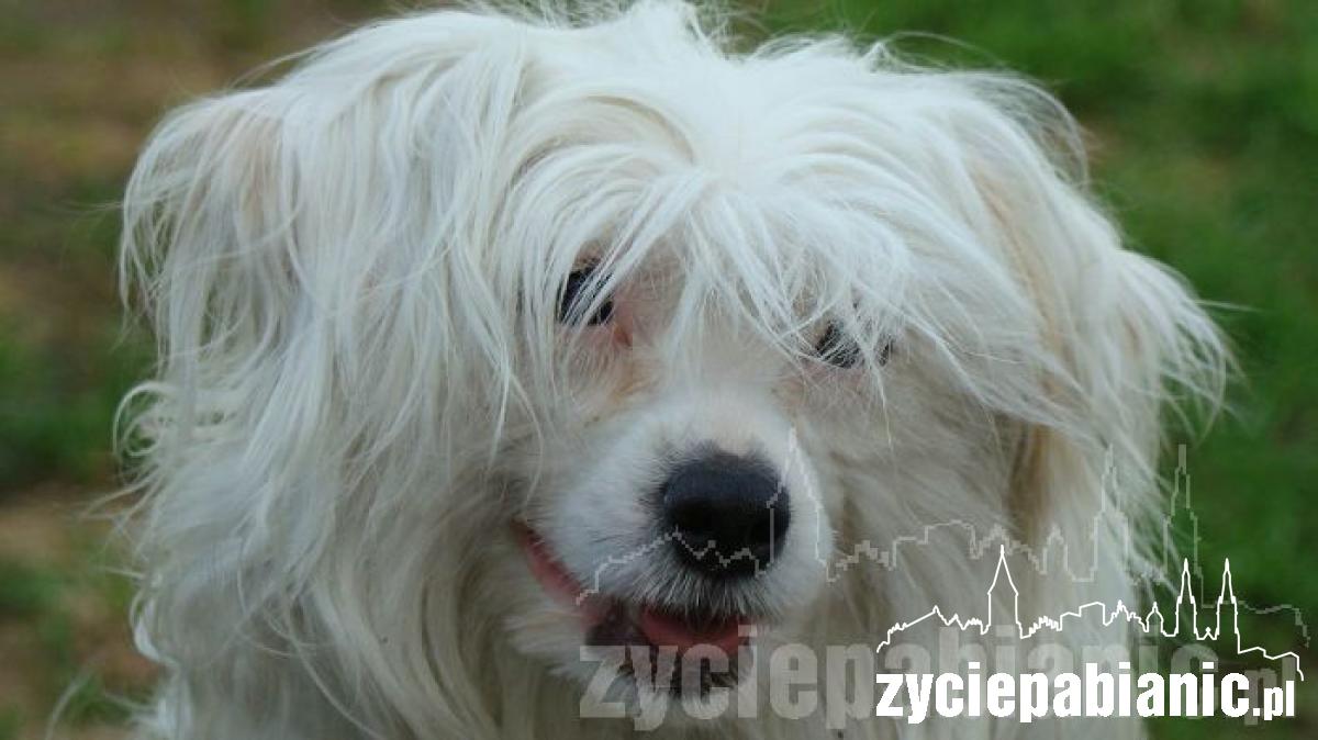 Pochwal się pupilem