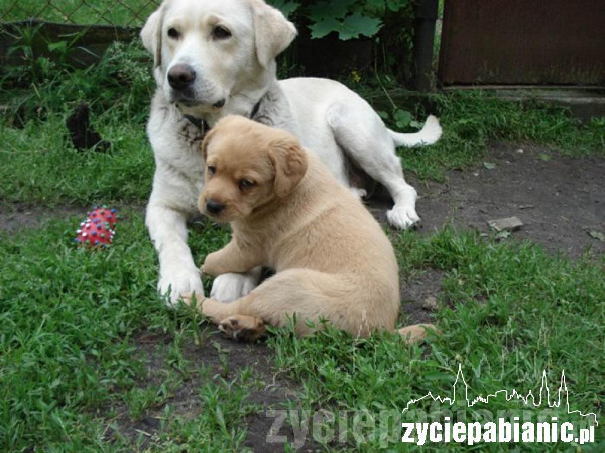 Pochwal się pupilem