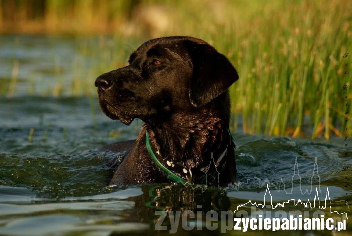 Pochwal się pupilem