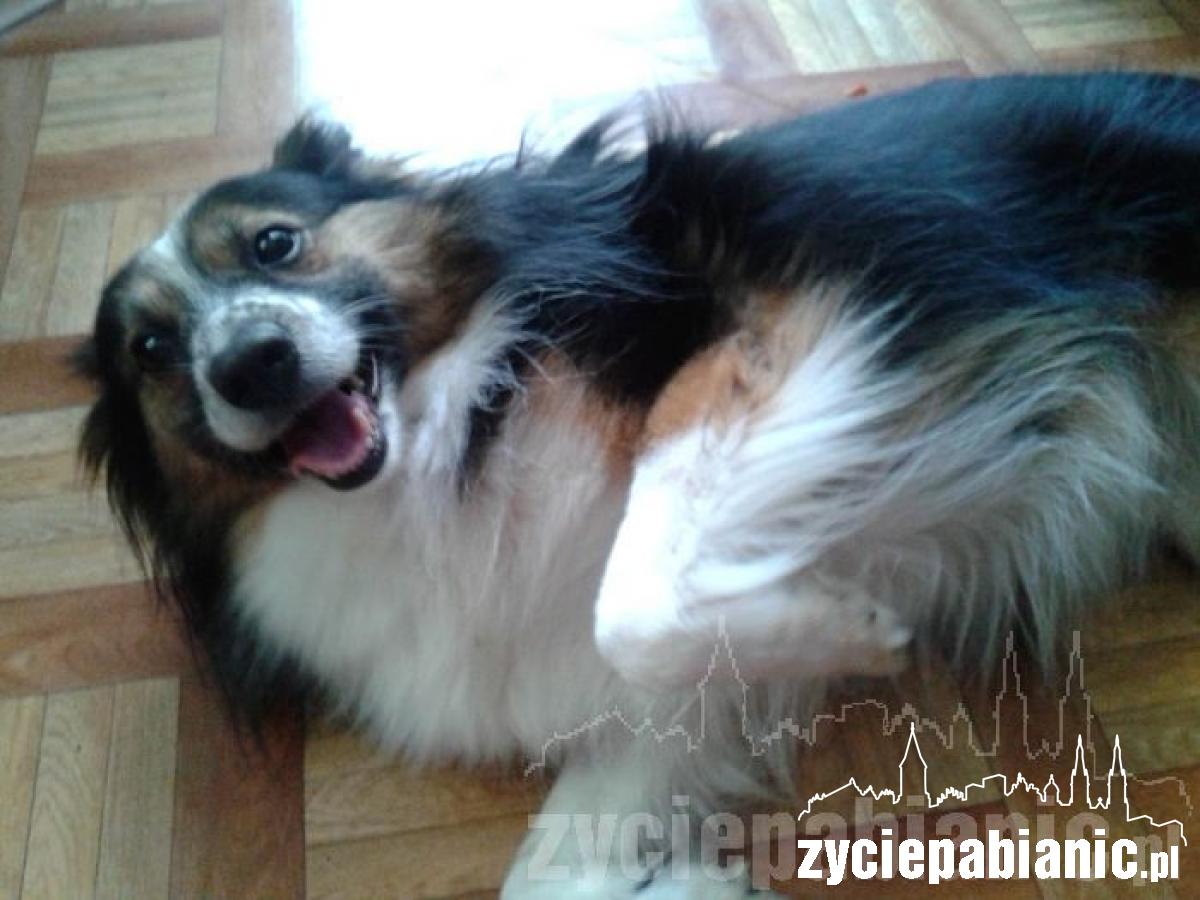 Pochwal się pupilem