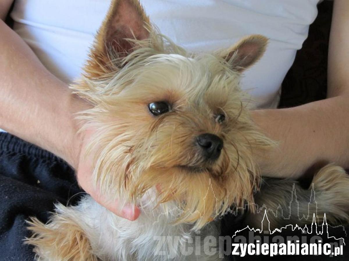 Pochwal się pupilem