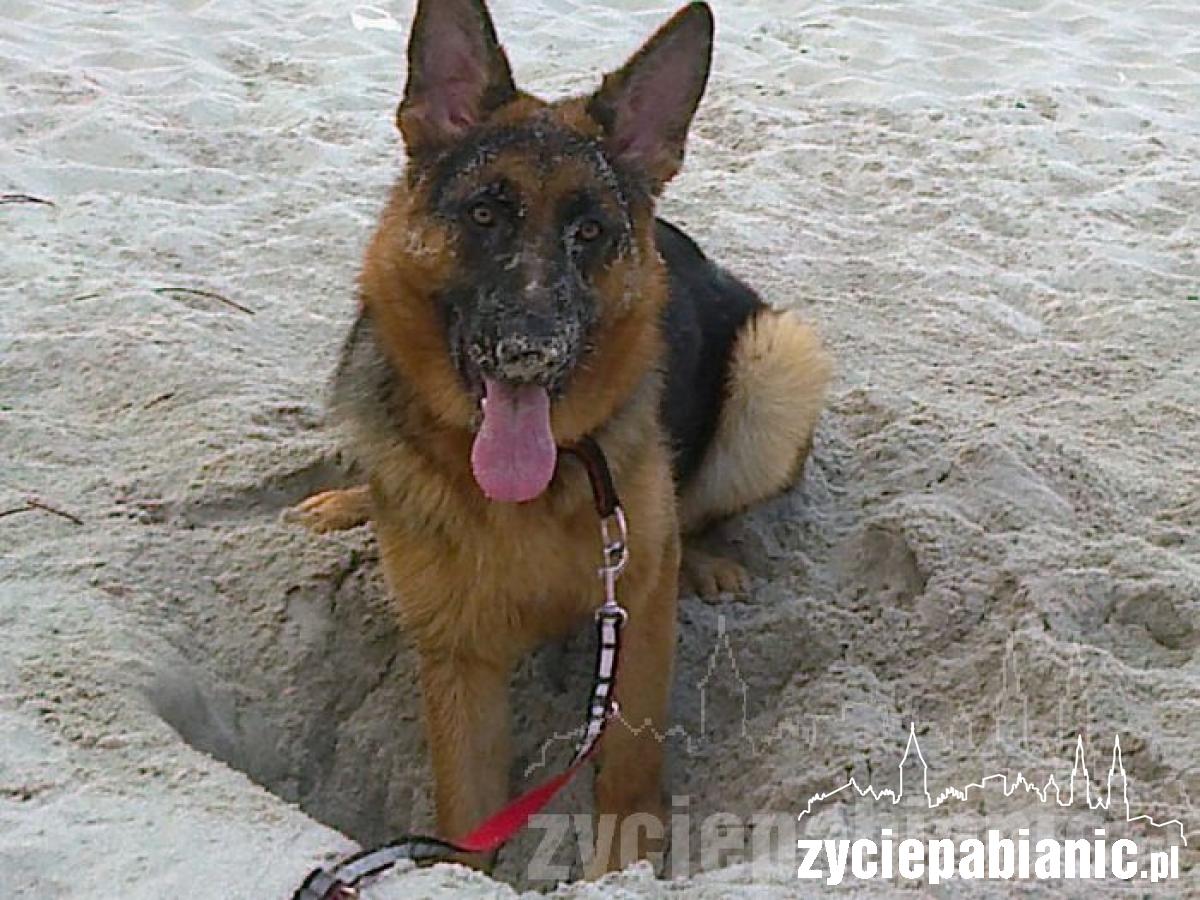 Pochwal się pupilem