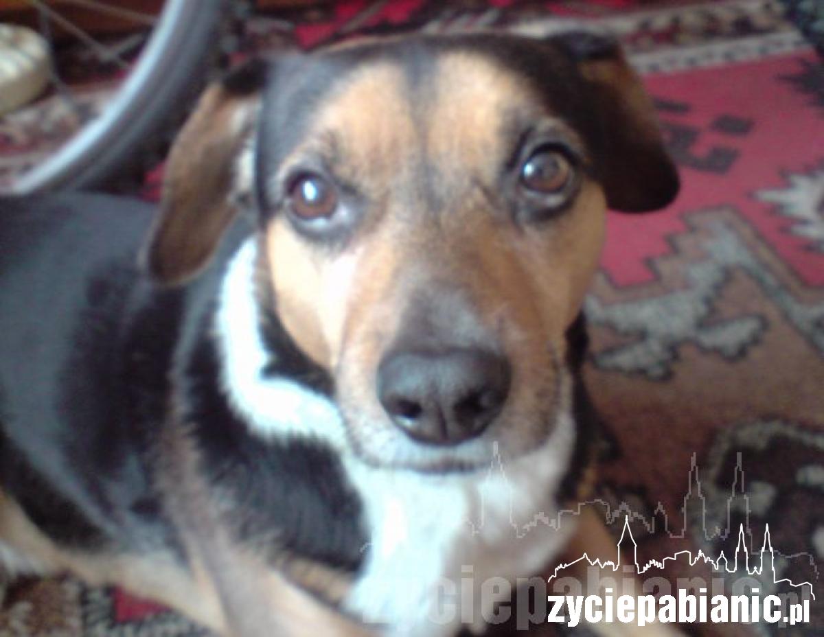 Pochwal się pupilem