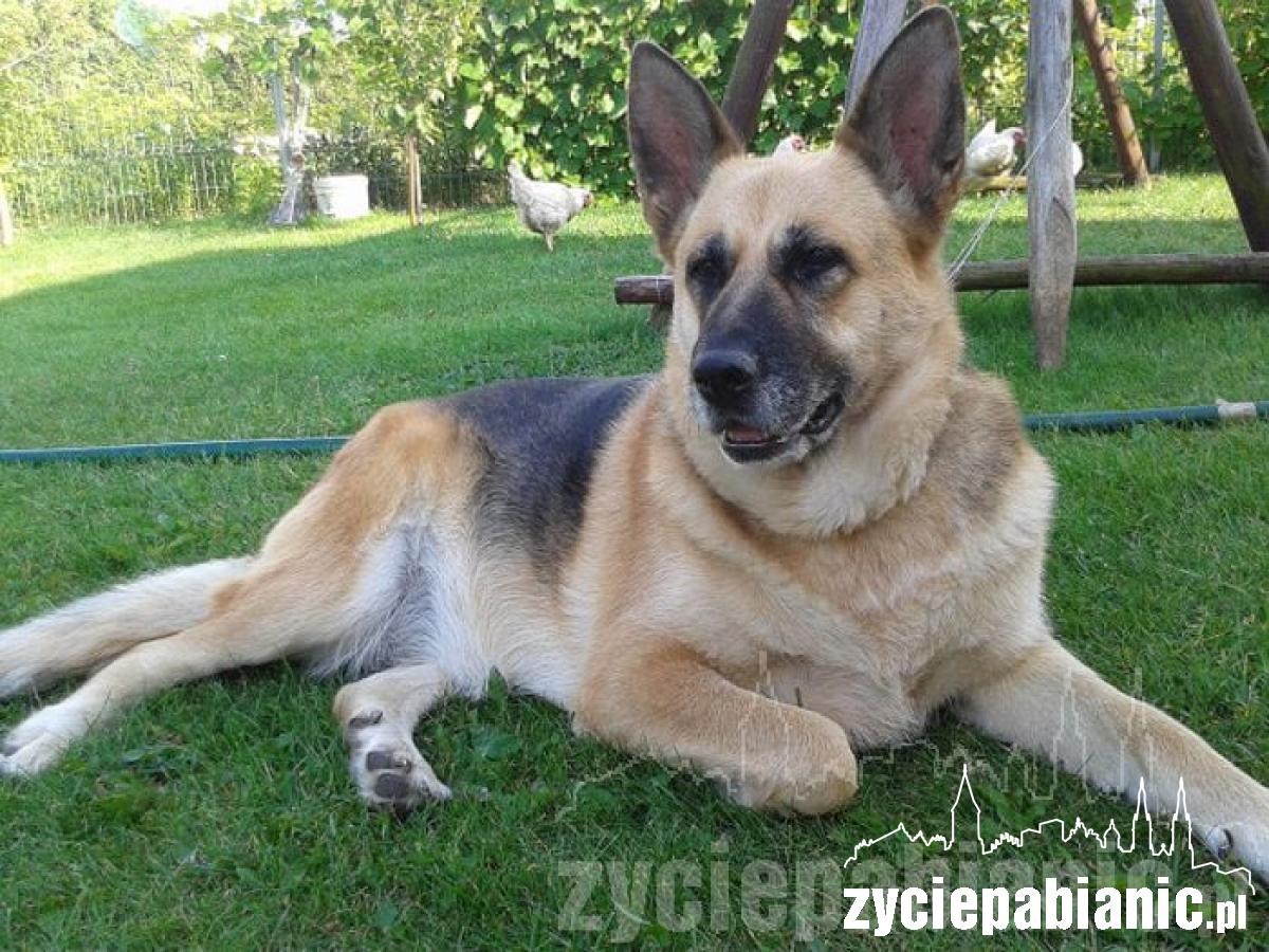 Pochwal się pupilem