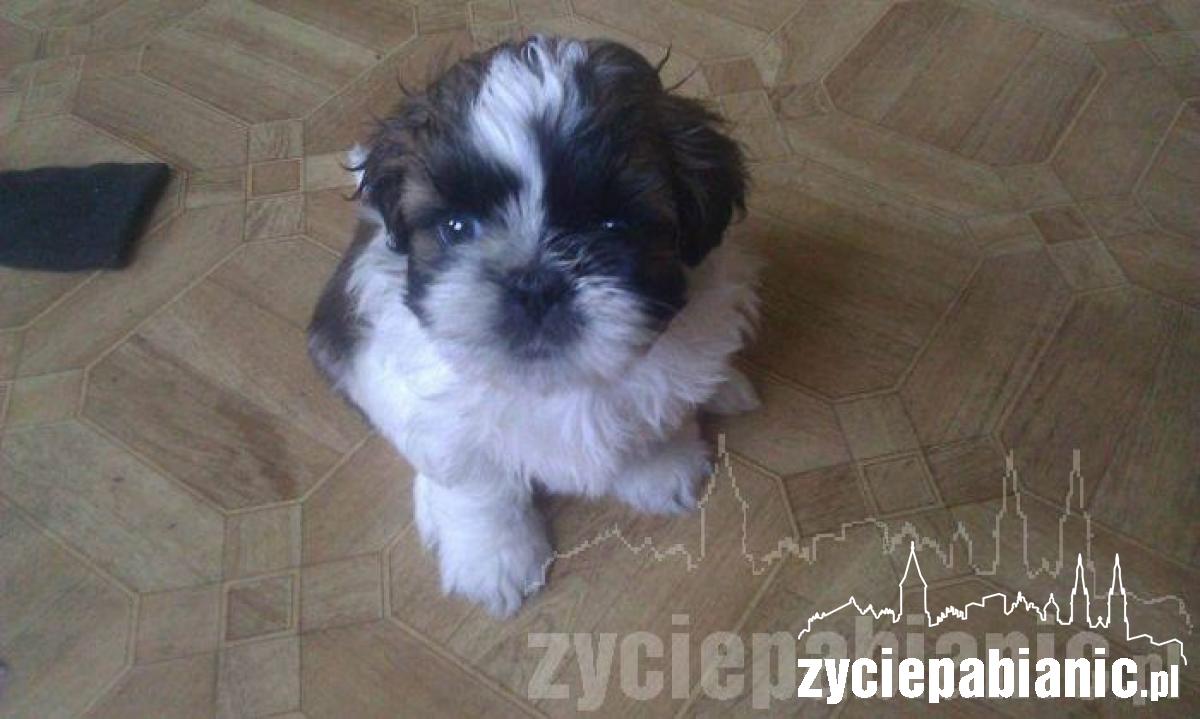 Pochwal się pupilem