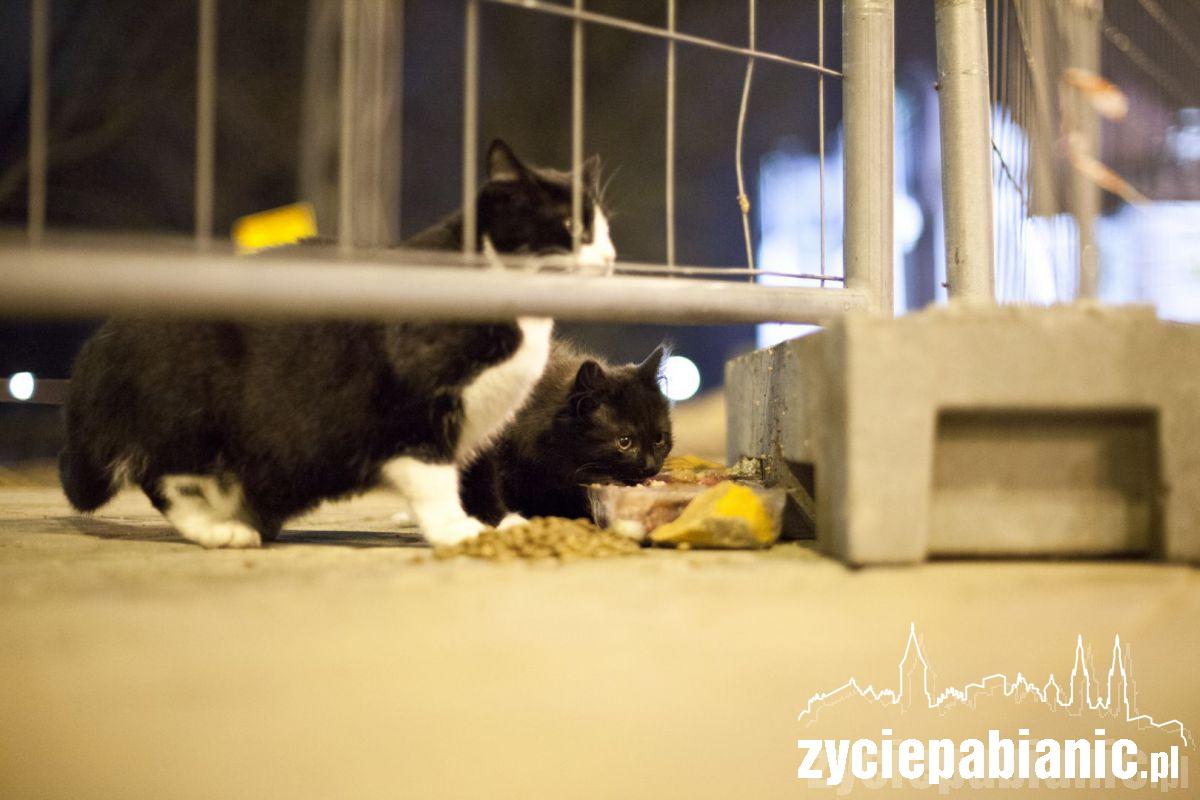 Przygarnij kota z parku