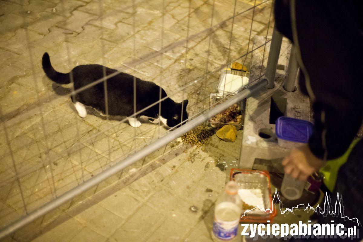 Przygarnij kota z parku