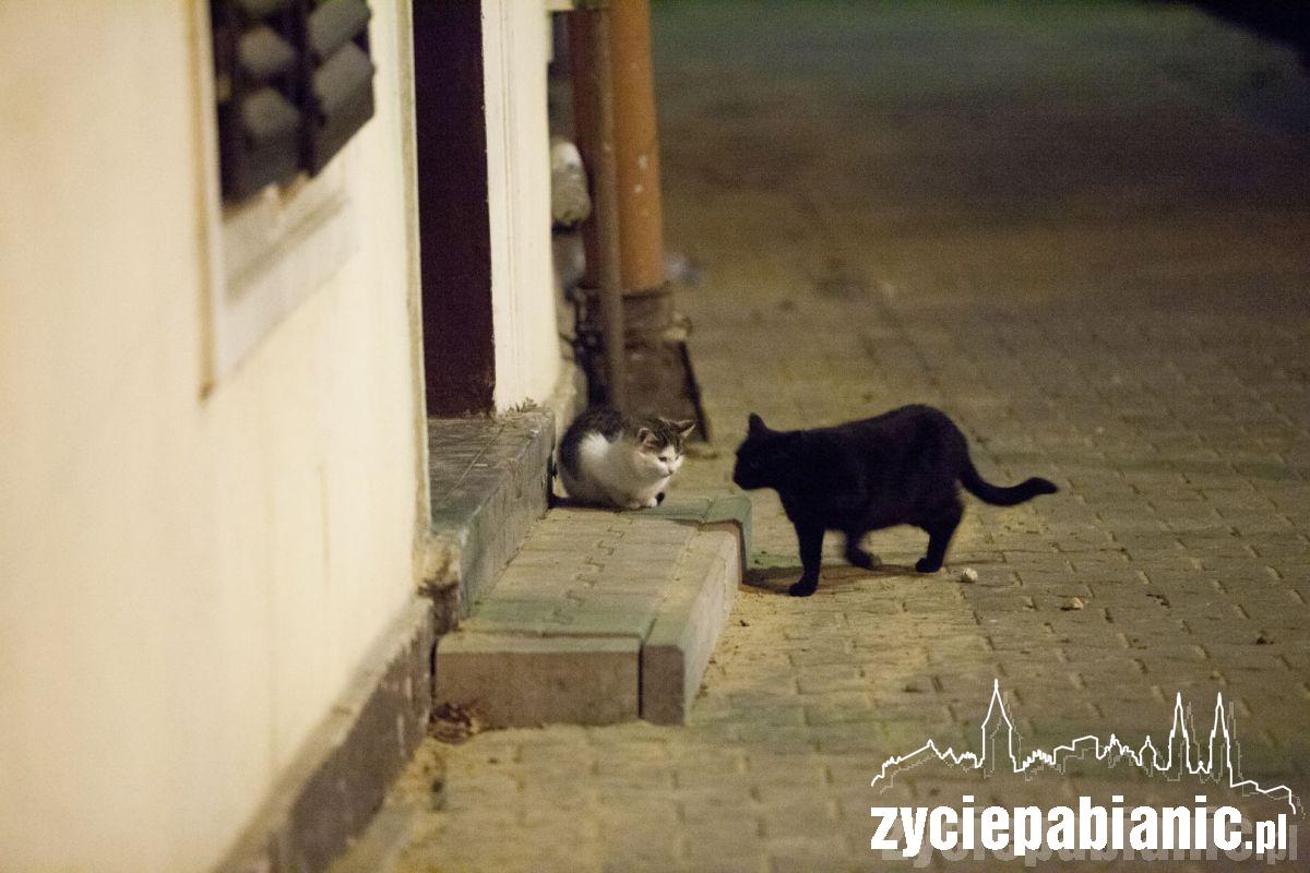 Przygarnij kota z parku