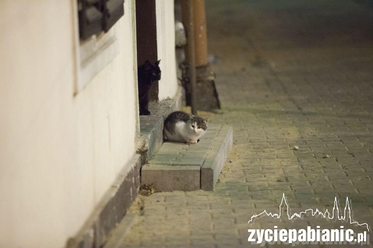 Przygarnij kota z parku