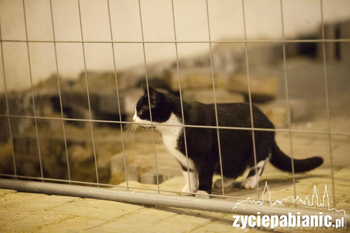 Przygarnij kota z parku