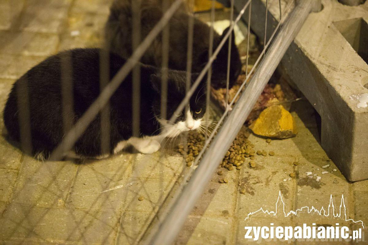 Przygarnij kota z parku