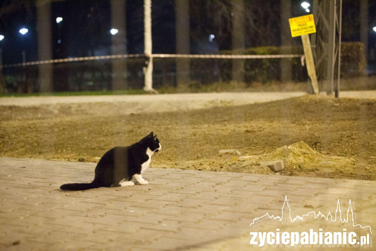 Przygarnij kota z parku