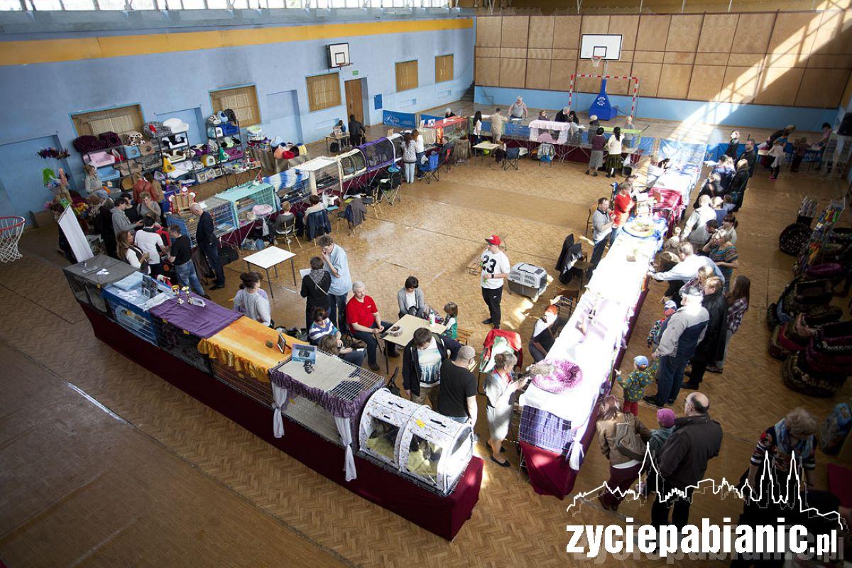 Pokaz rasowych kotów