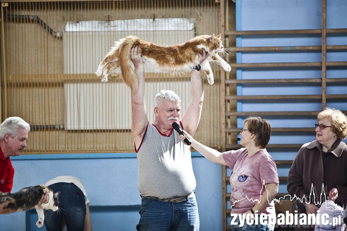 Pokaz rasowych kotów
