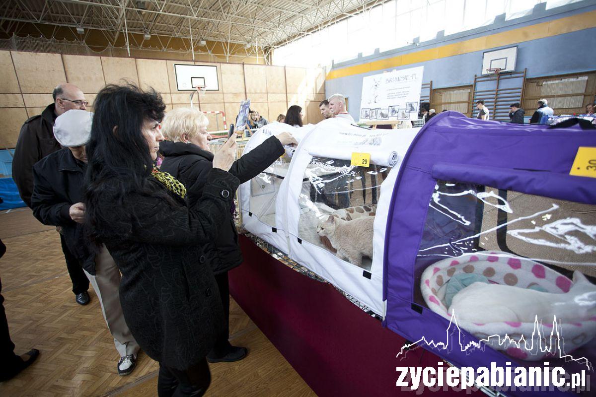 Pokaz rasowych kotów