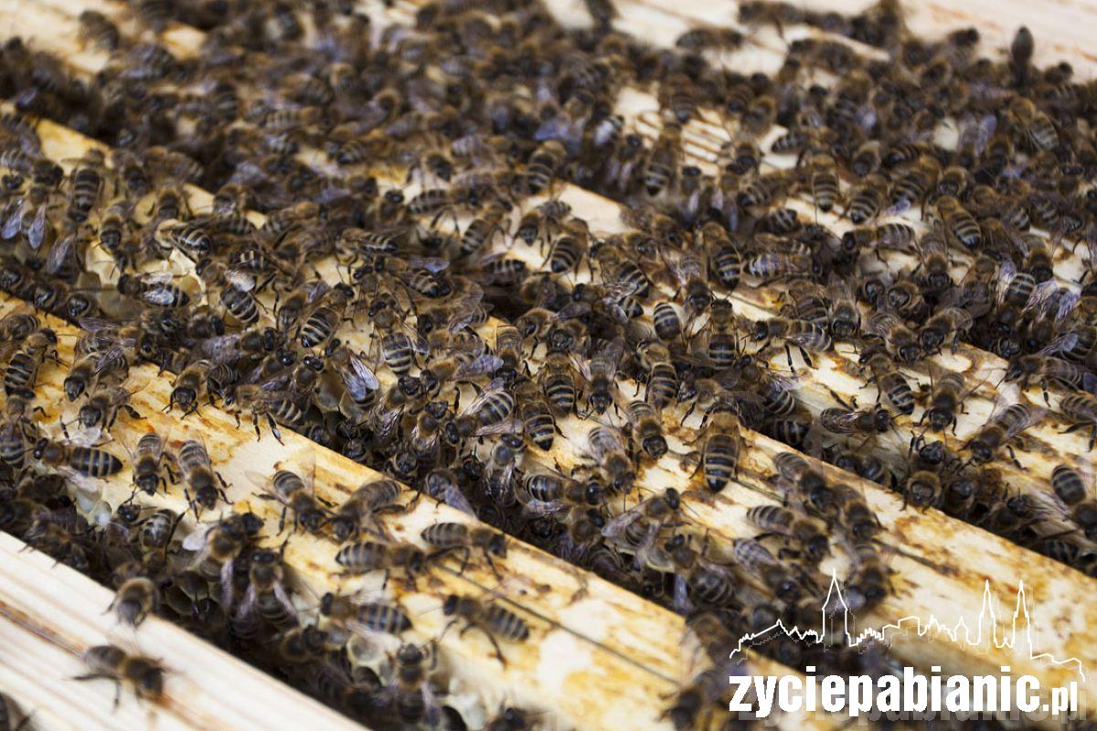 8 sierpnia Wielki Dzień Pszczół