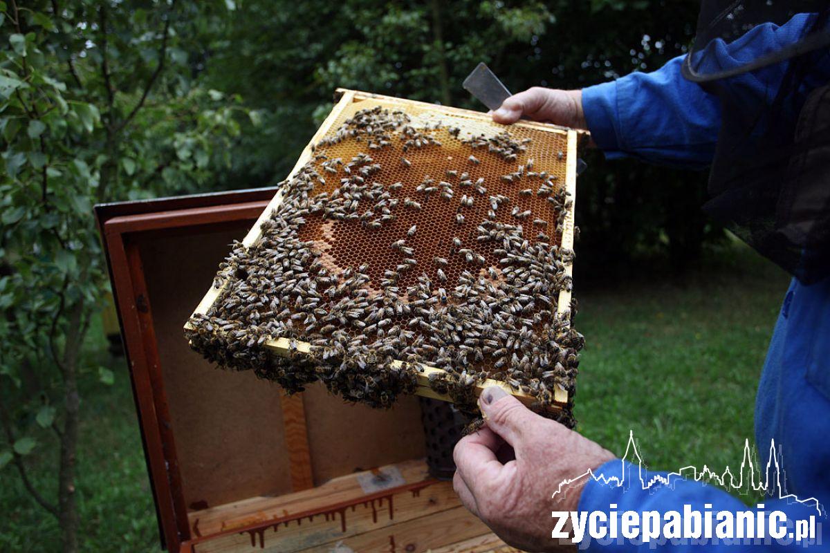 8 sierpnia Wielki Dzień Pszczół