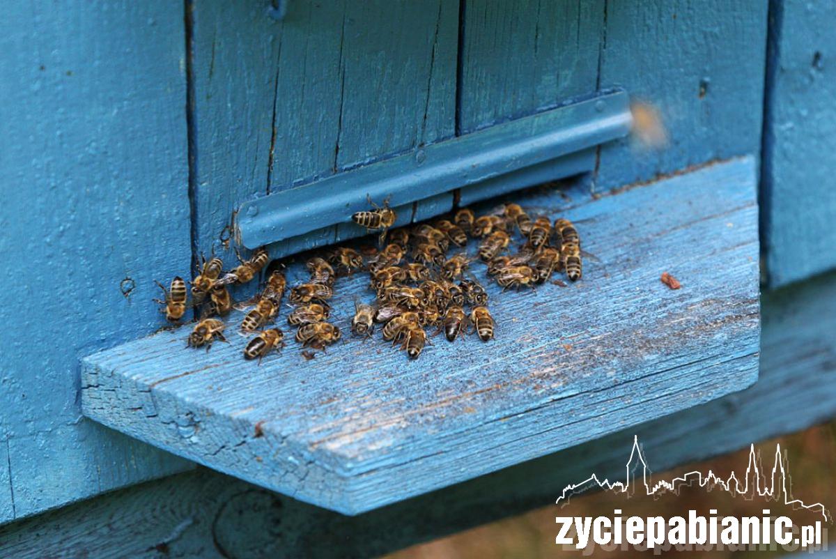 8 sierpnia Wielki Dzień Pszczół