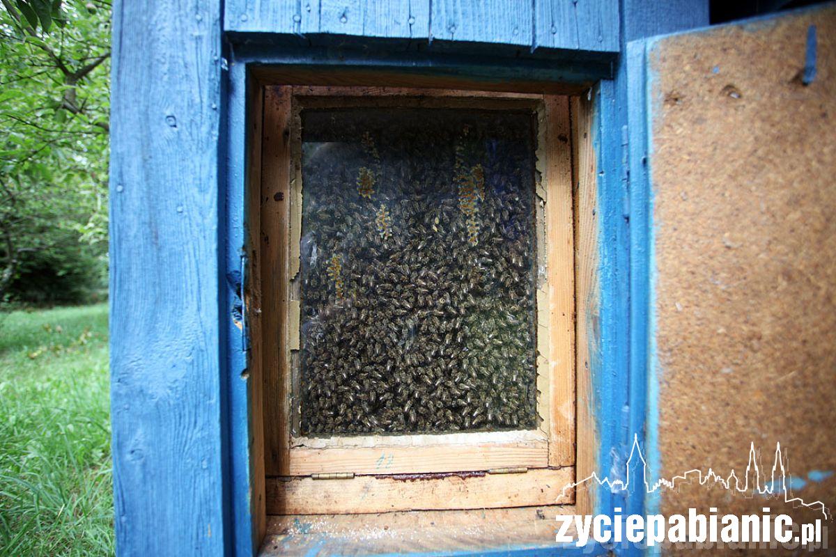 8 sierpnia Wielki Dzień Pszczół