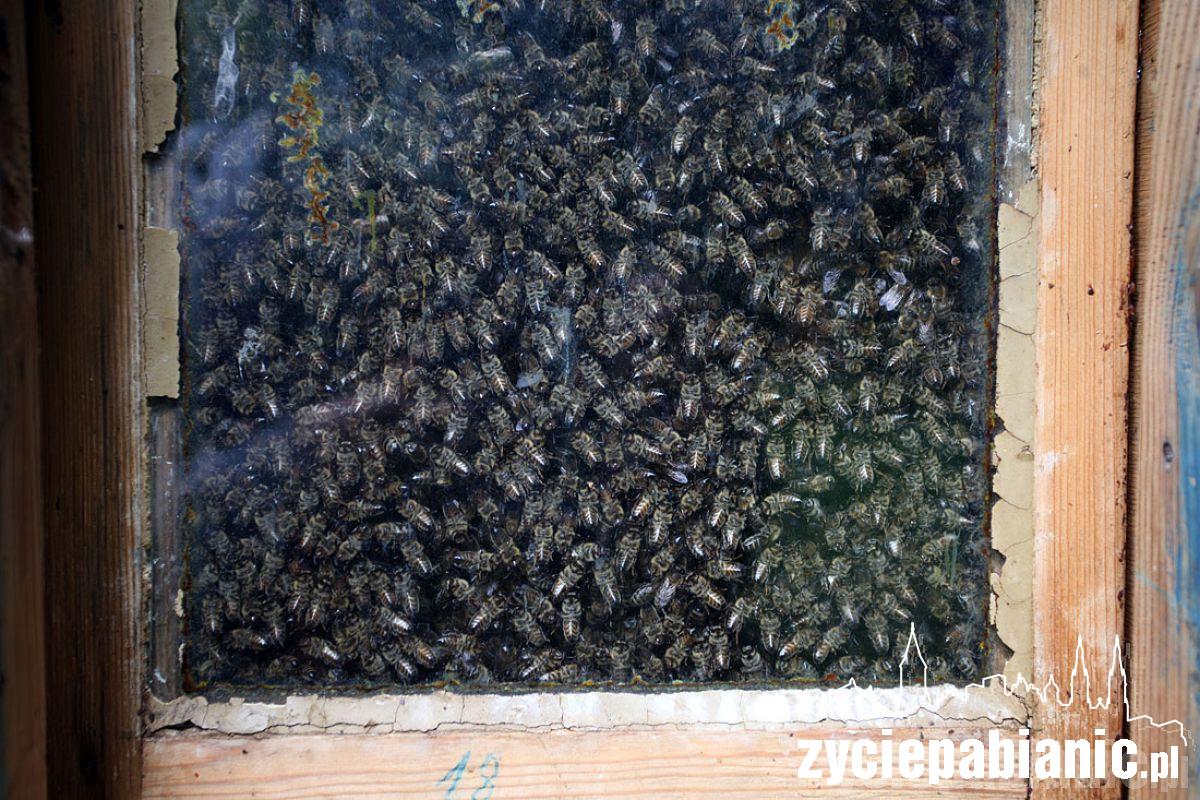 8 sierpnia Wielki Dzień Pszczół