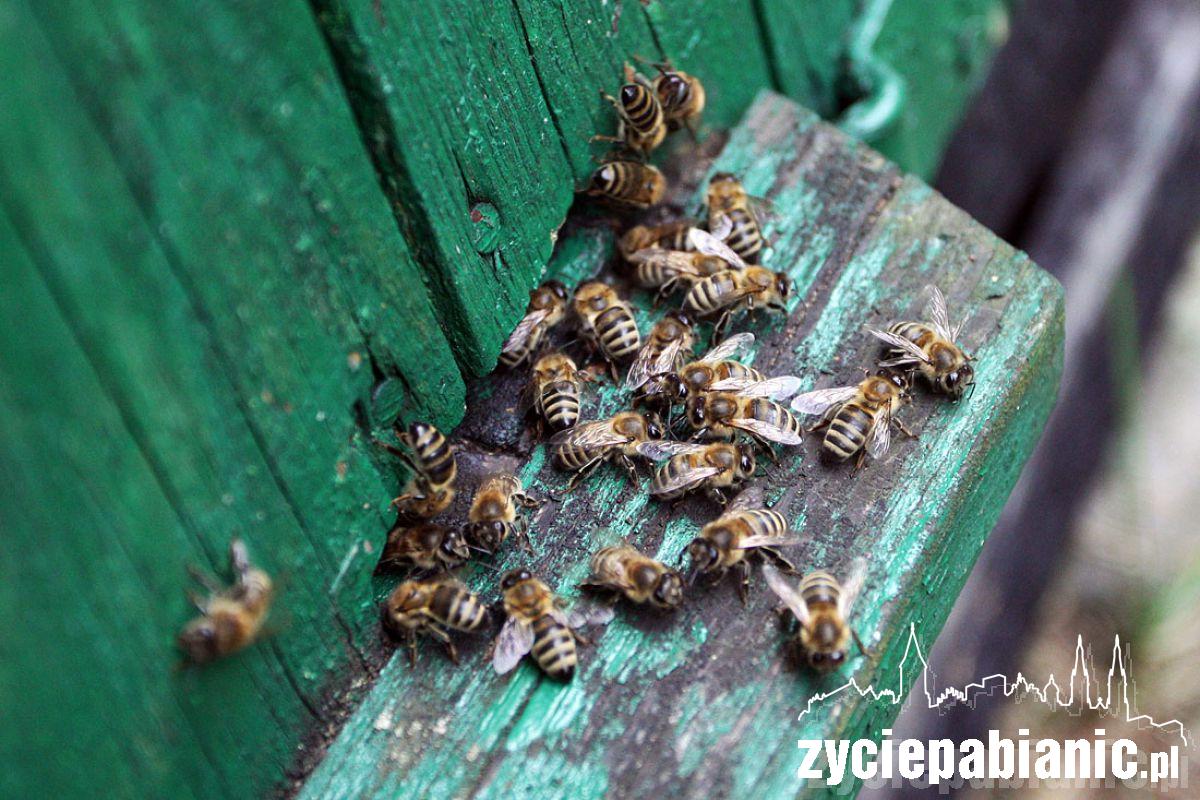 8 sierpnia Wielki Dzień Pszczół