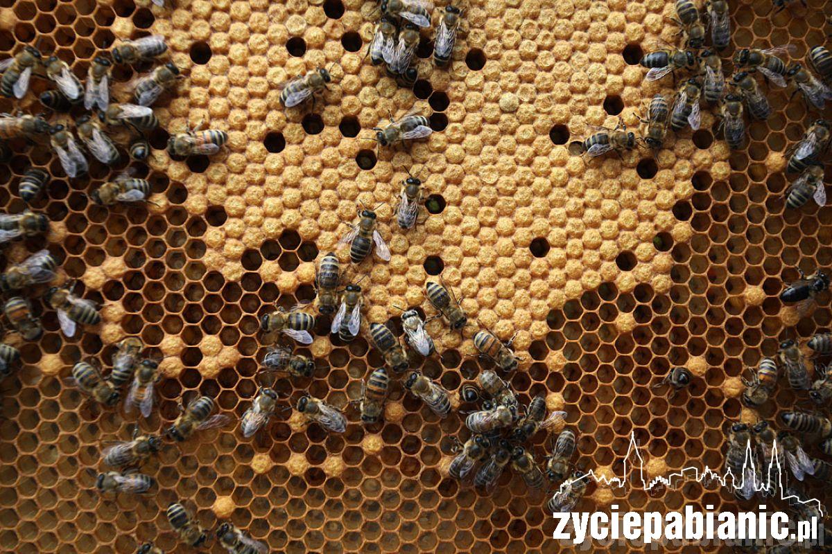 8 sierpnia Wielki Dzień Pszczół