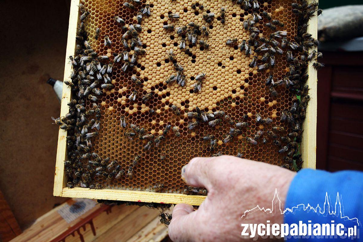 8 sierpnia Wielki Dzień Pszczół