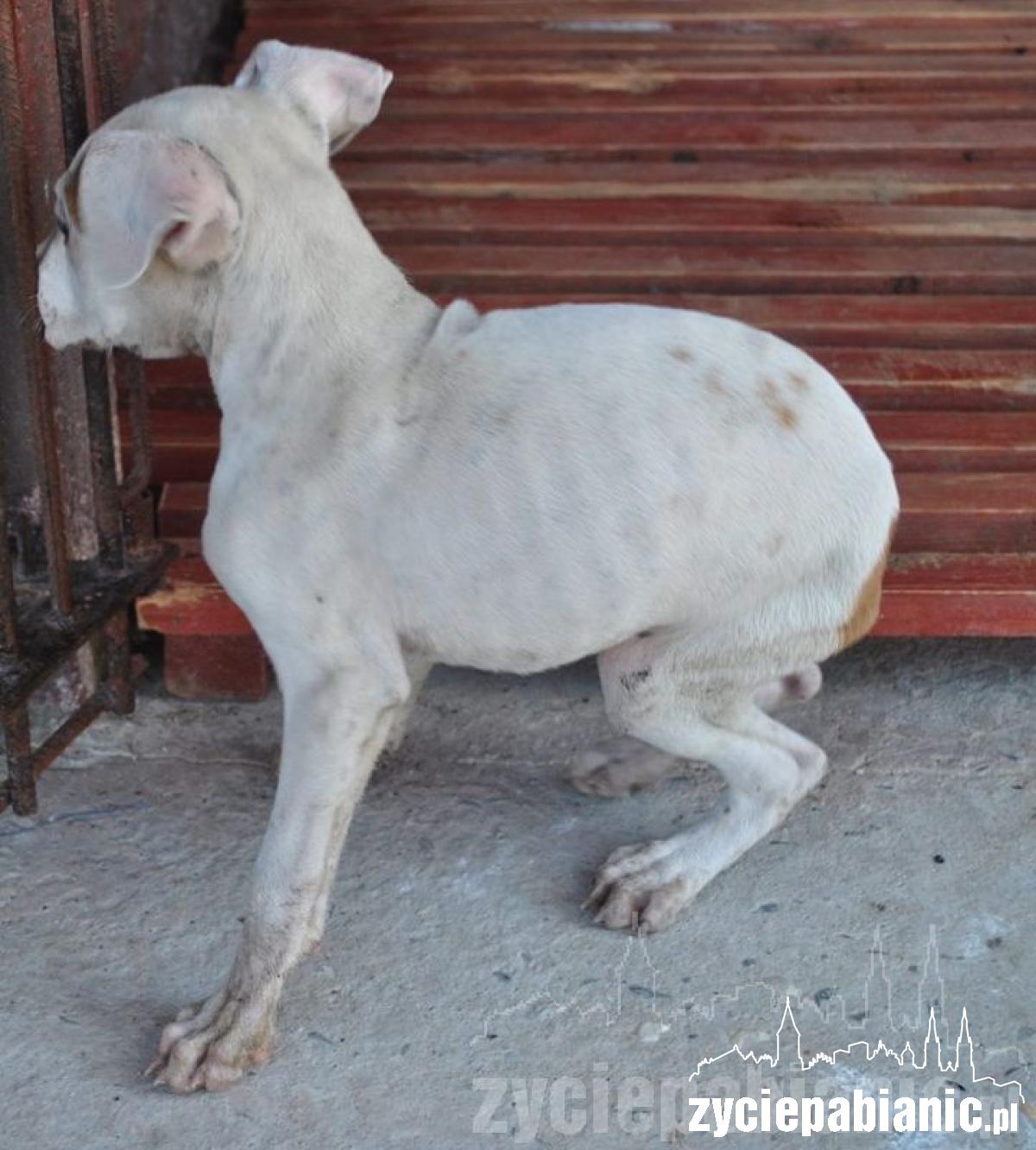 Wreszcie odkarmione i szczęśliwe, ale...