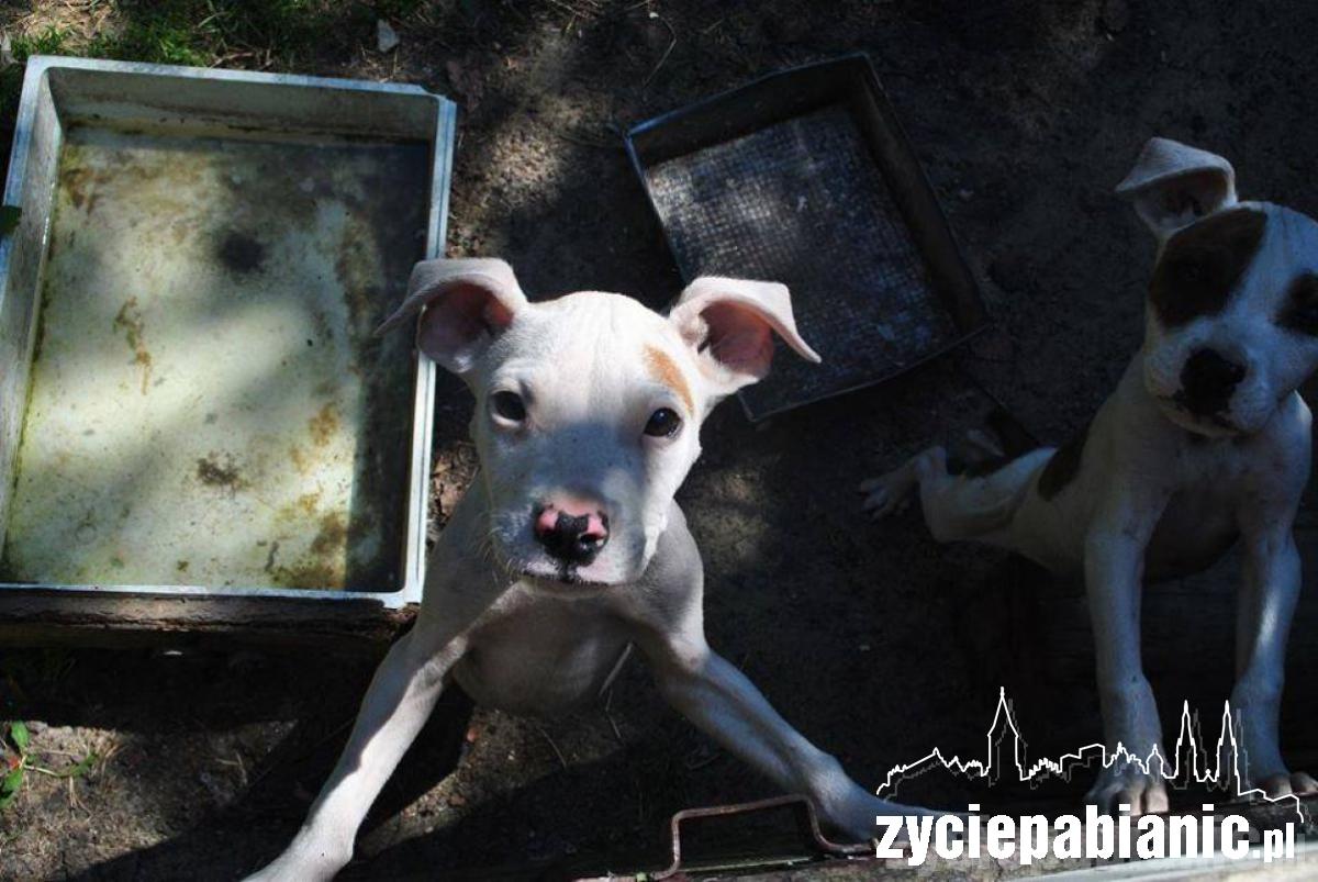 Wreszcie odkarmione i szczęśliwe, ale...