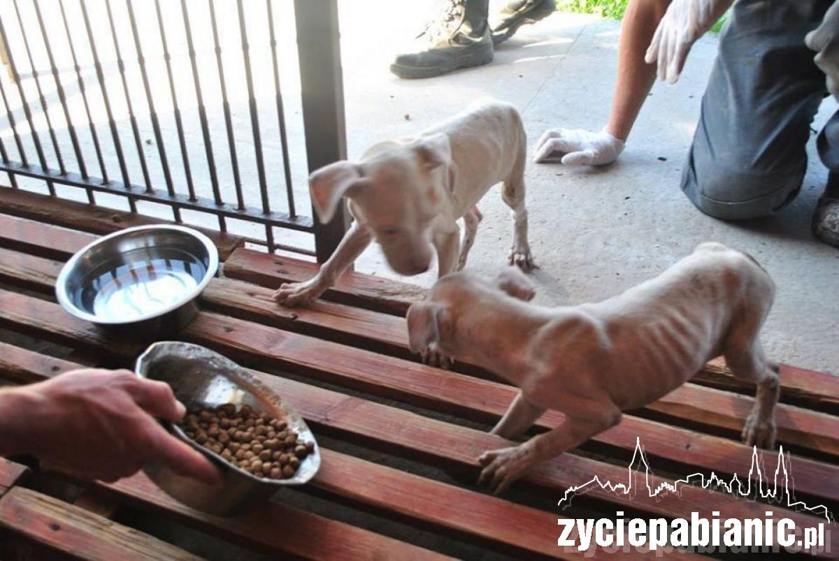 Wreszcie odkarmione i szczęśliwe, ale...