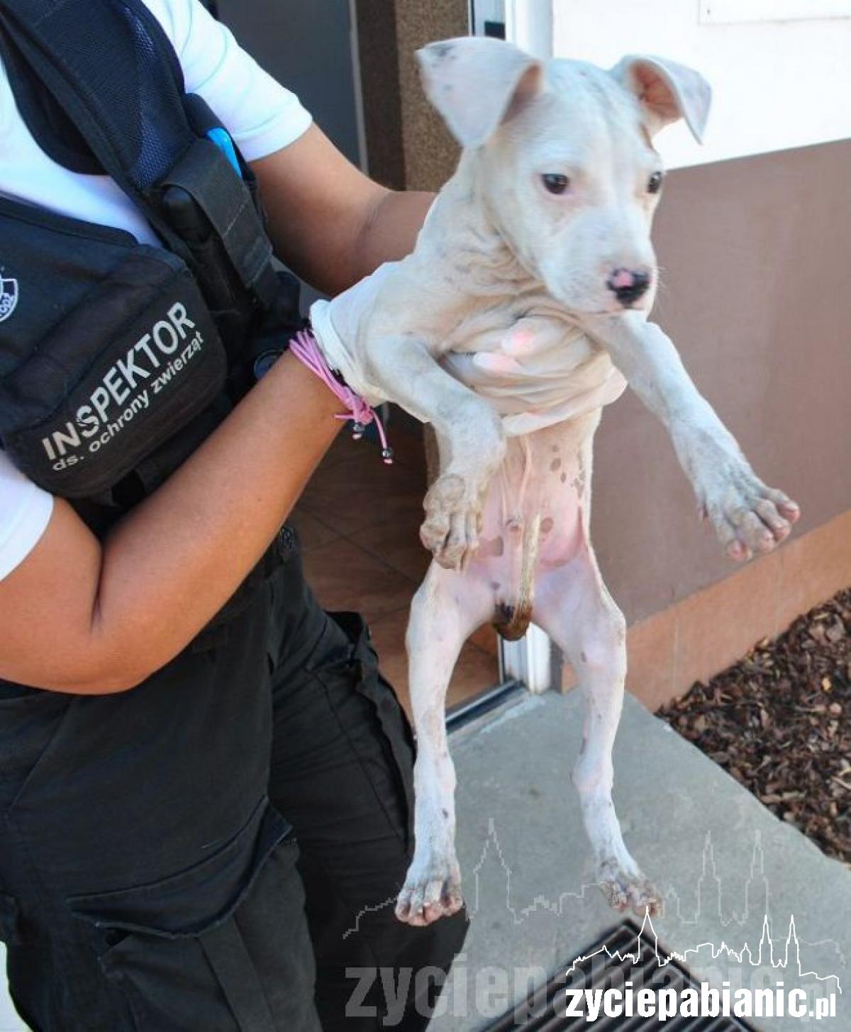 Wreszcie odkarmione i szczęśliwe, ale...