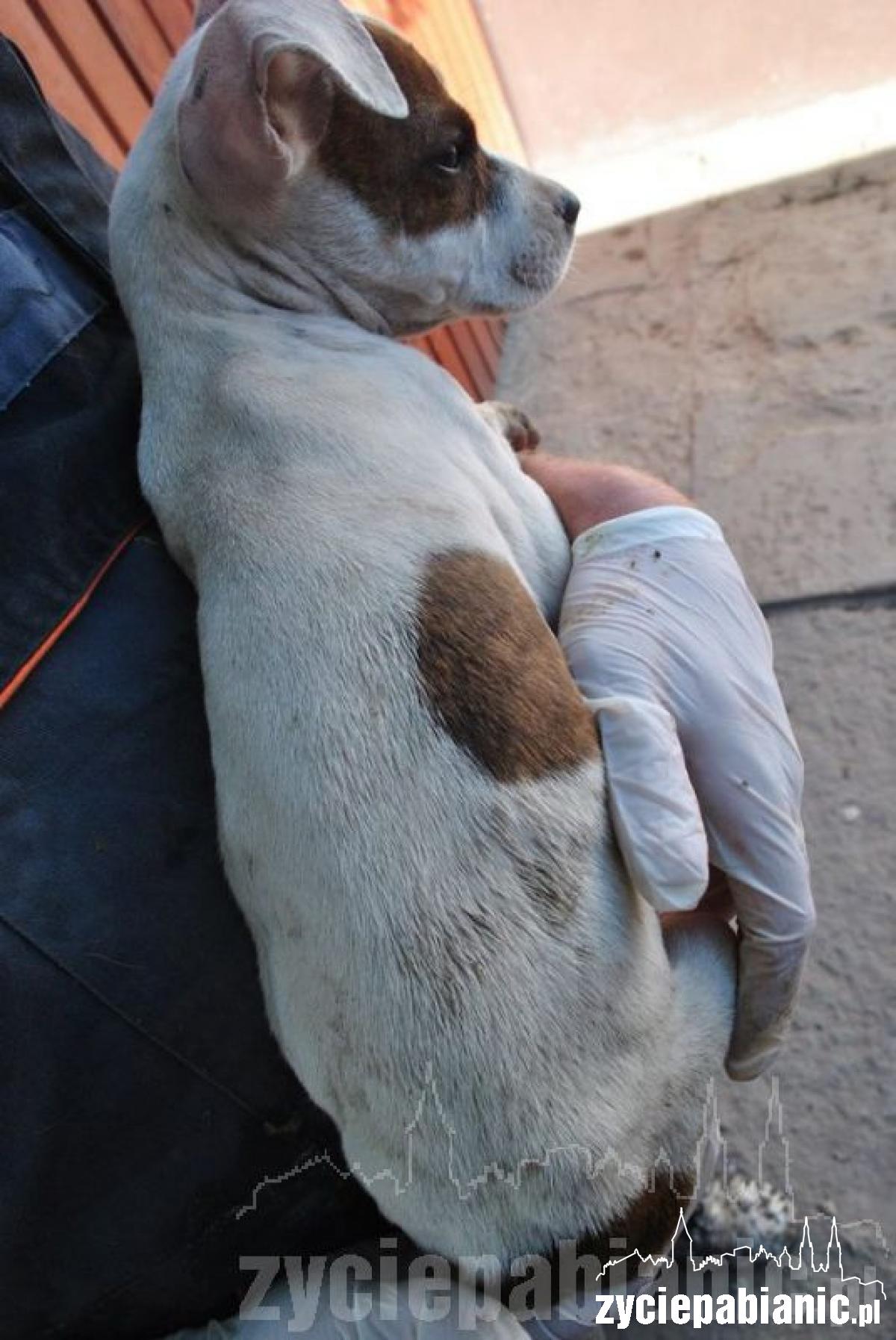 Wreszcie odkarmione i szczęśliwe, ale...