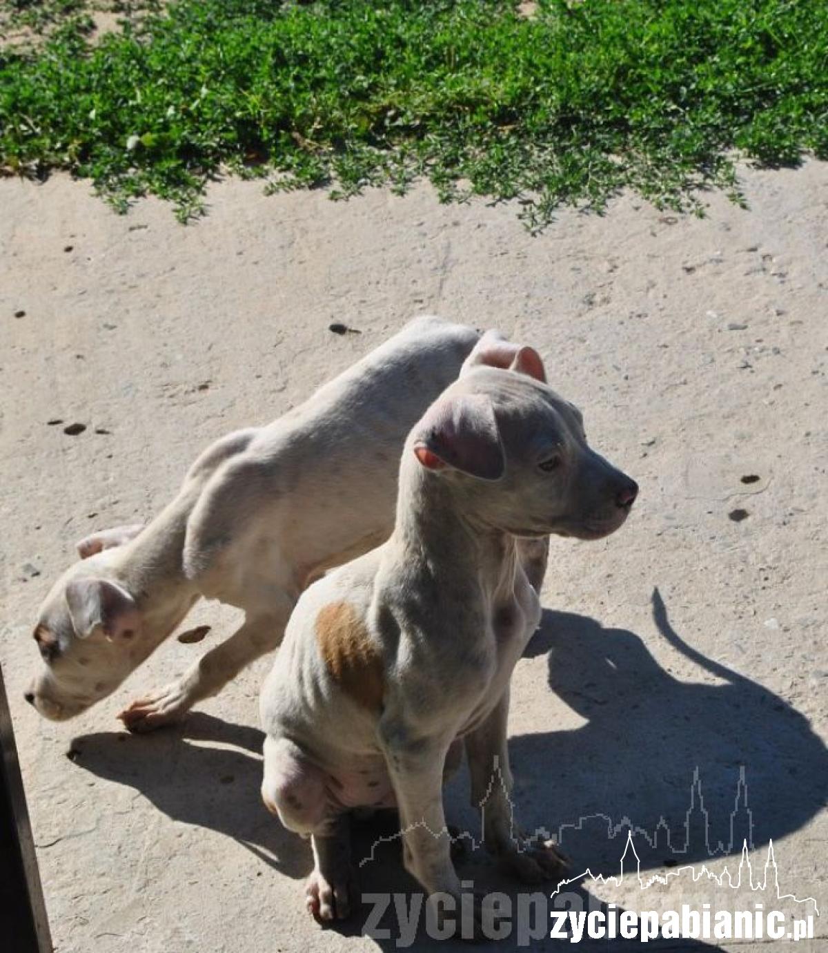 Wreszcie odkarmione i szczęśliwe, ale...