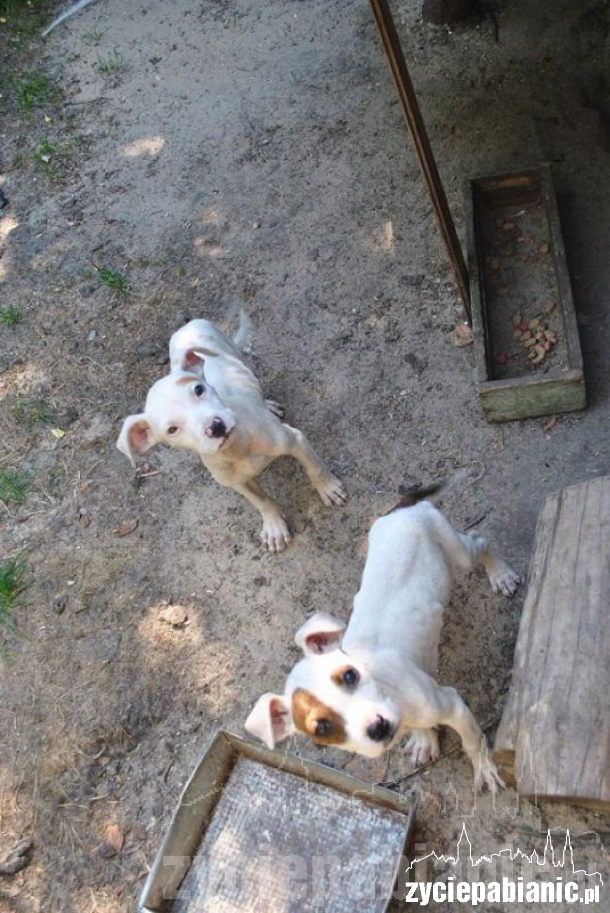 Wreszcie odkarmione i szczęśliwe, ale...