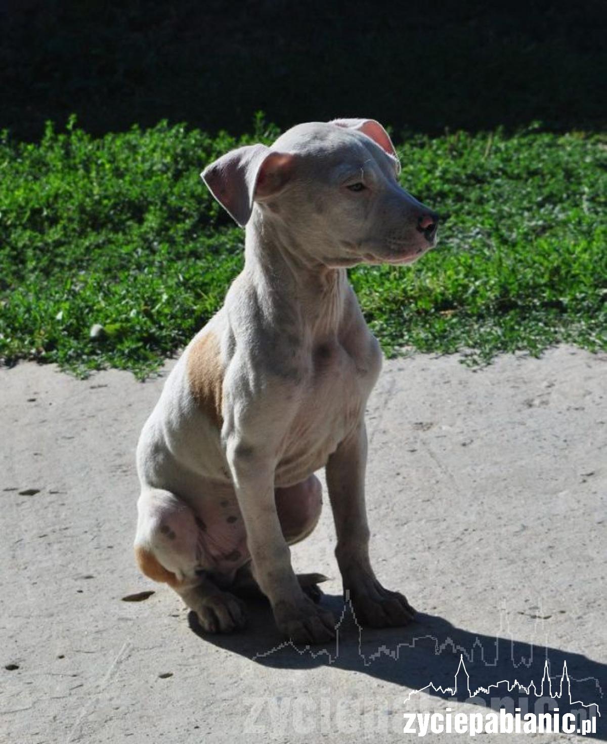 Wreszcie odkarmione i szczęśliwe, ale...