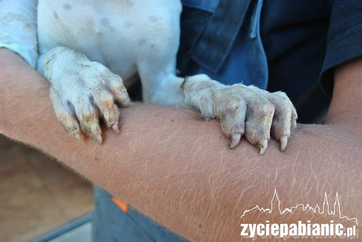 Wreszcie odkarmione i szczęśliwe, ale...