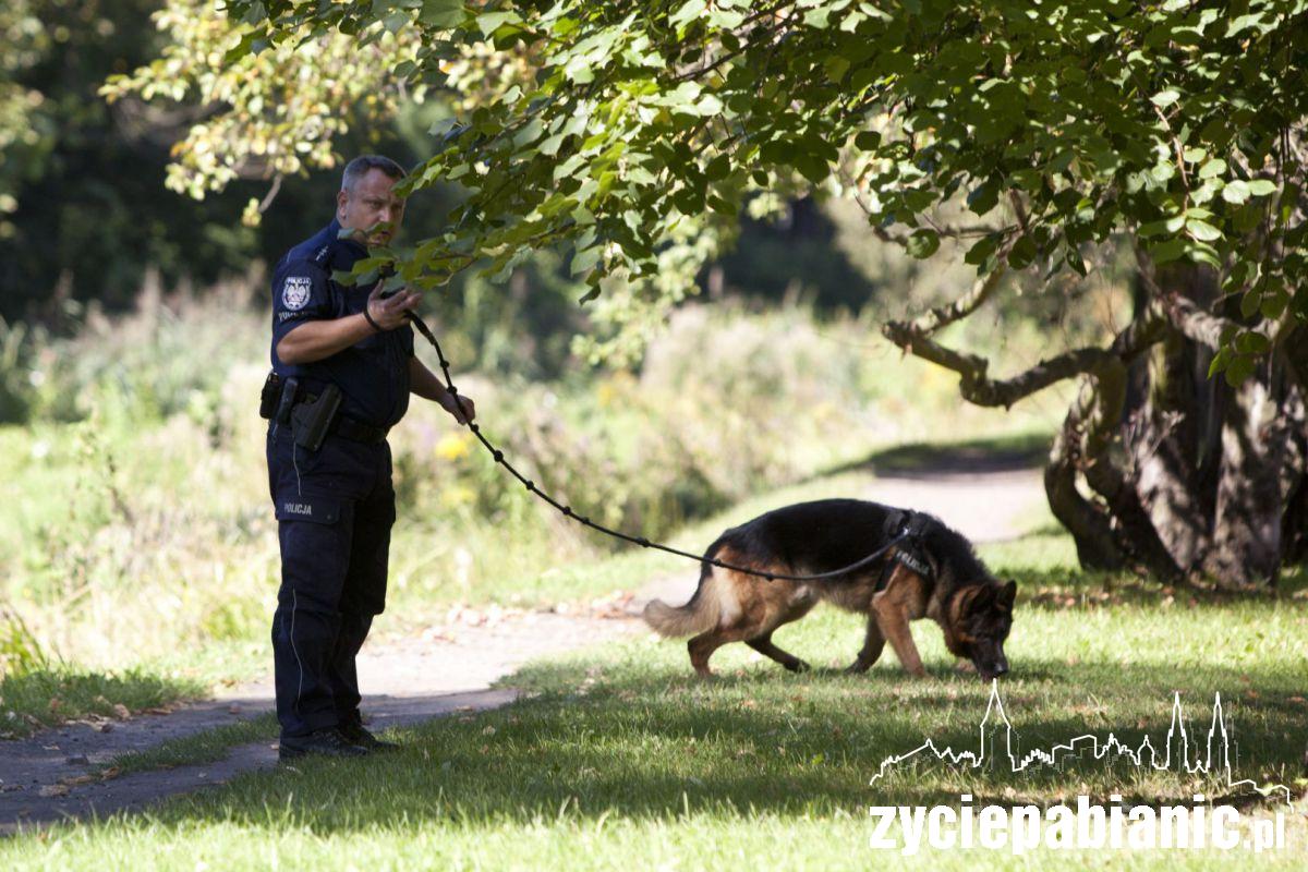 Za mundurem panny sznurem...