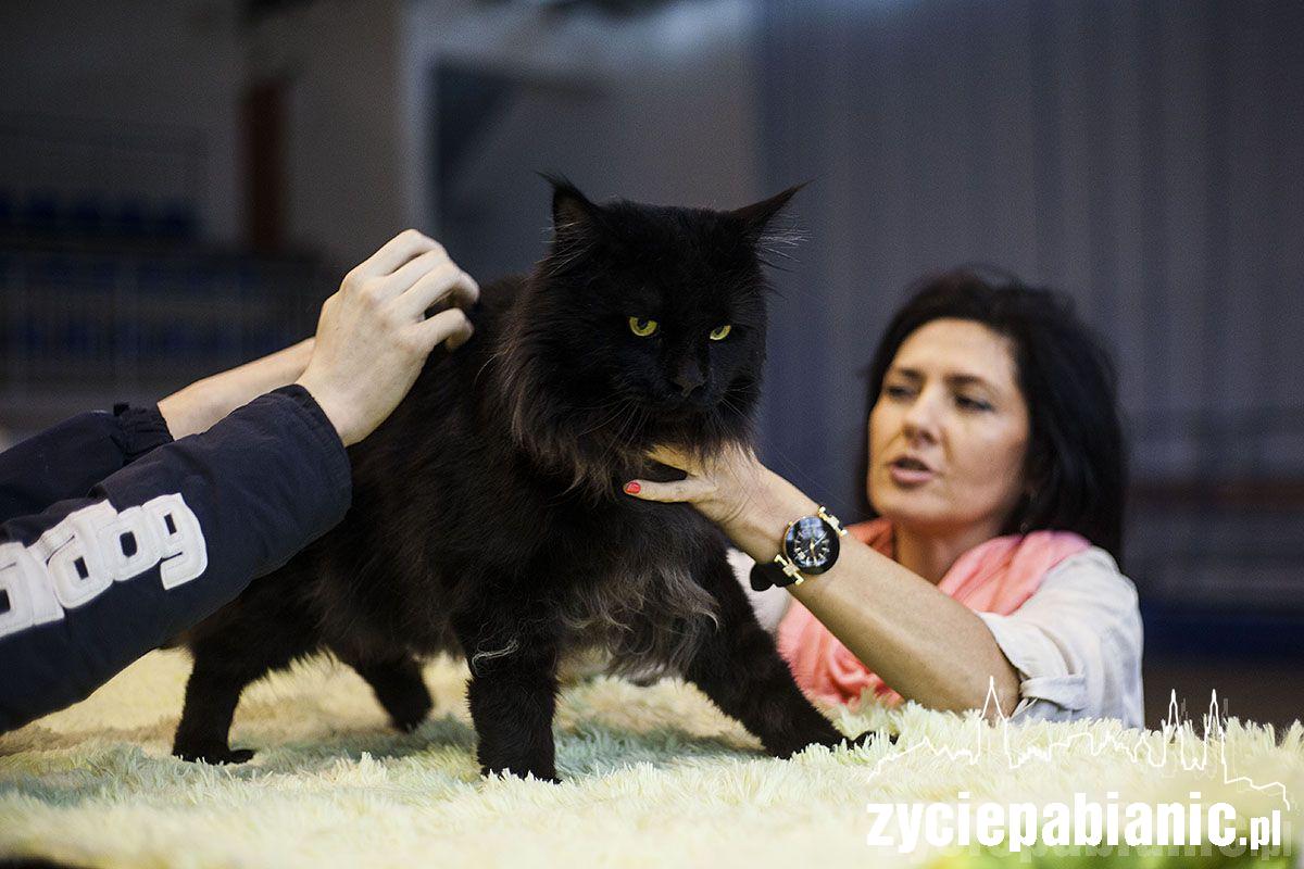 Wystawa rasowych kotów