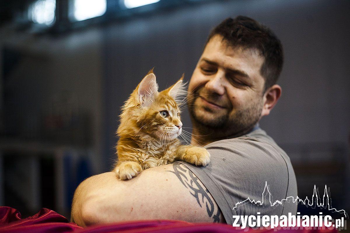 Wystawa rasowych kotów